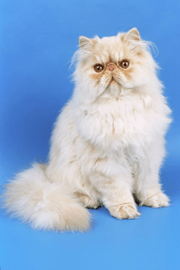 Персидская кошка, окрас камео
